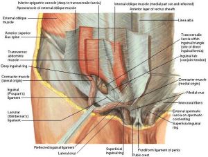 anatomy_copy.jpg